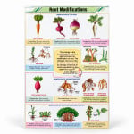 Root Modifications Chart